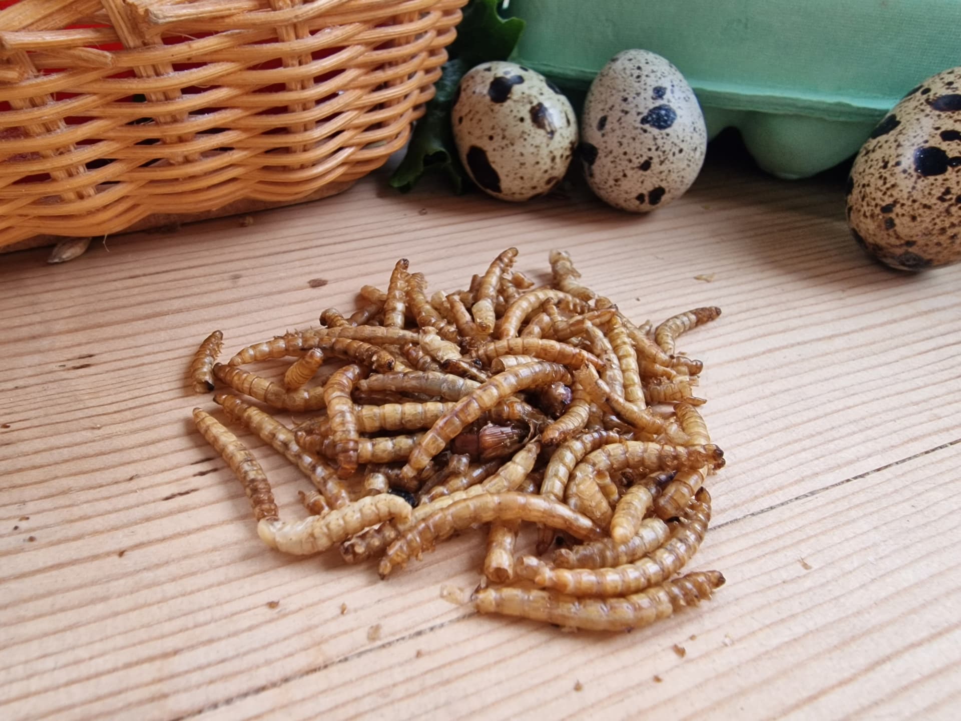 Tørkede melormer med vaktelegg