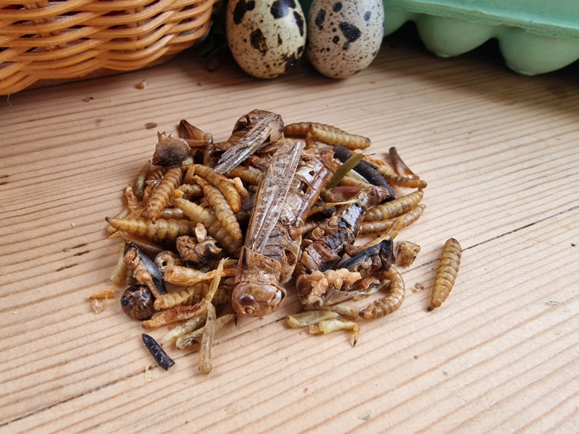 Urbanmat Insektsfest med tørkede insekter