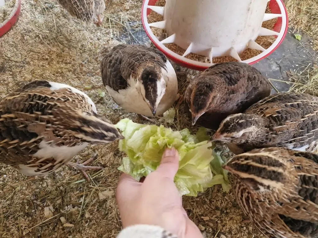I tillegg til å gi riktig for til vaktler kan du gi snacks som salat