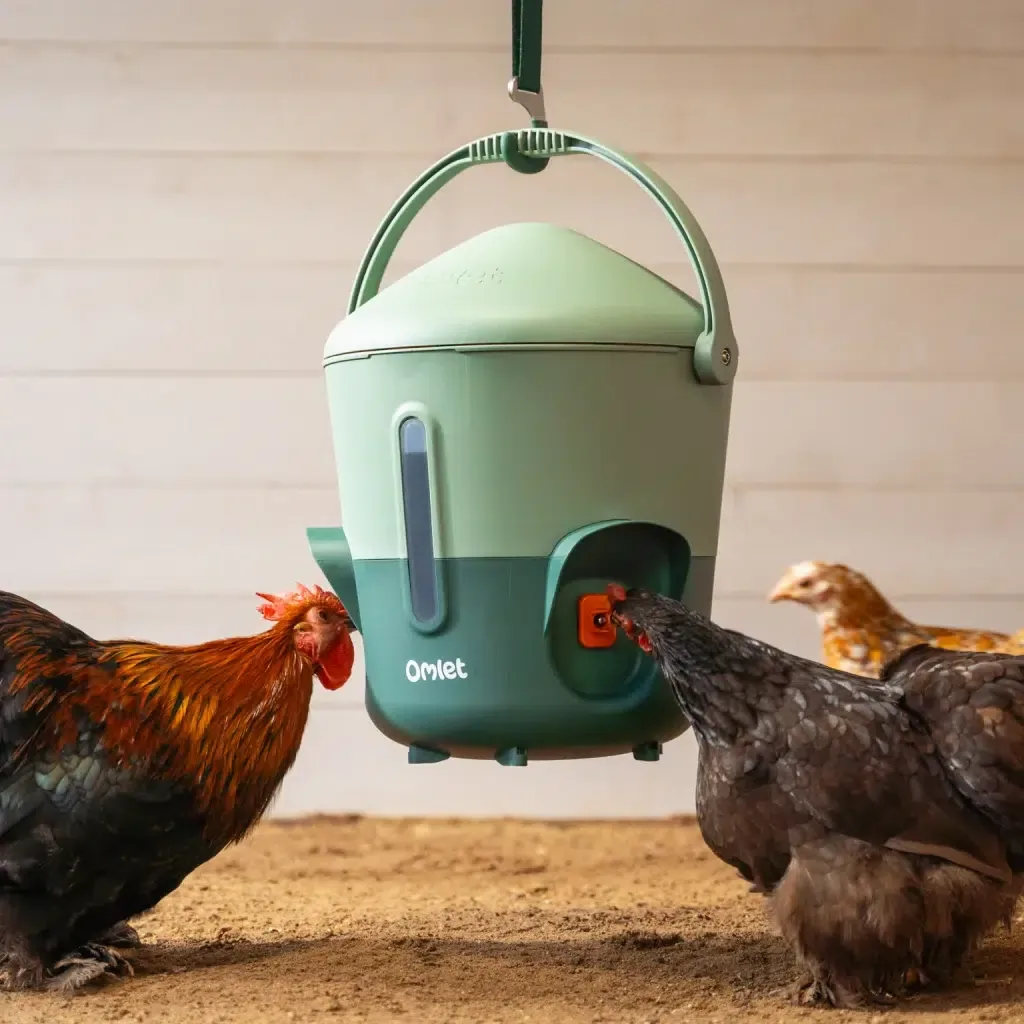 Omlet Isolert vanndispenser for høns og vaktler